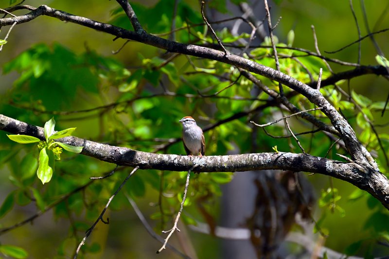 Chipping Sparrow.jpg